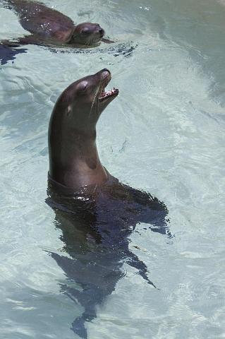 144 San Diego, Seaworld, Zeeleeuw.jpg